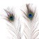Feather of peacock for decor, set 2 pcs., Size 1 pc. - from 40 to 50 cm