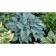 Host hybrid Canadian BLU, C2 pot, H10-50 height, 1 pc, summer 2024