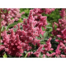 Astilba Japanese bonn, C1.5 pot, H10-50 height, 1 pc, summer 2024
