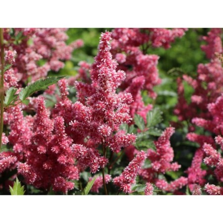 Astilba Japanese bonn, C1.5 pot, H10-50 height, 1 pc, summer 2024