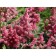 Astilba Japanese bonn, C1.5 pot, H10-50 height, 1 pc, summer 2024
