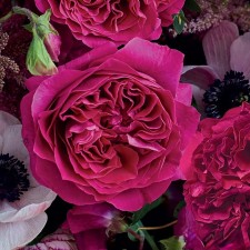 Seedling rose English and hybrid 