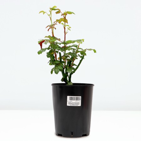 Rosa seedling "Black Bakkara", pot C4, Summer 2024-1