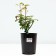 Rosa seedling "Black Bakkara", pot C4, Summer 2024