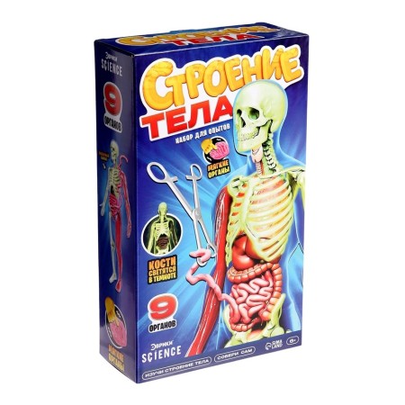 A set for experiments on the anatomy "body structure", glows in the dark, with soft organs-8