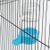 Bird drinker 7.3 x 15 cm, 480 ml, blue