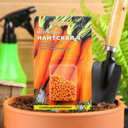 Carrots "Nanta 4", 300 pcs.
