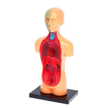 Set for experiments "human anatomy"-2