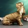 Figure "Dachshund in the cap" 24cm, bronze
