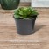 Pot for seedlings, 800 ml, d = 13 cm, h = 10 cm, mix