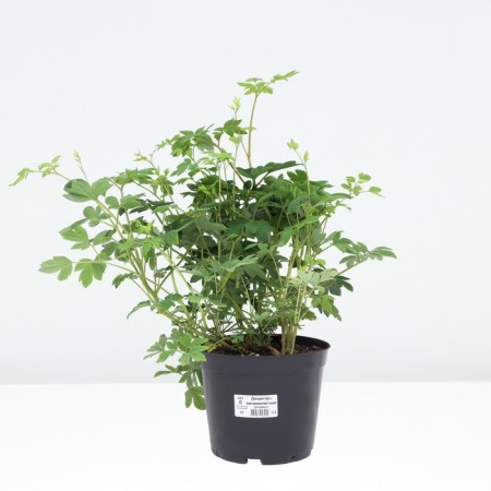 The discount is magnificent, C3 pot, 1 pc, summer 2024-2