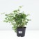 The discount is magnificent, C3 pot, 1 pc, summer 2024