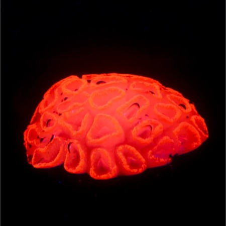 Decor for the Aquarium Coral Faviidae, 5 x 2.5 cm, silicone, pink-1