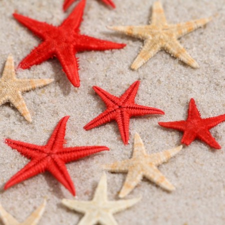 A set of natural sea stars, 1.5 - 2.5 cm, 20 pcs, red - white-2