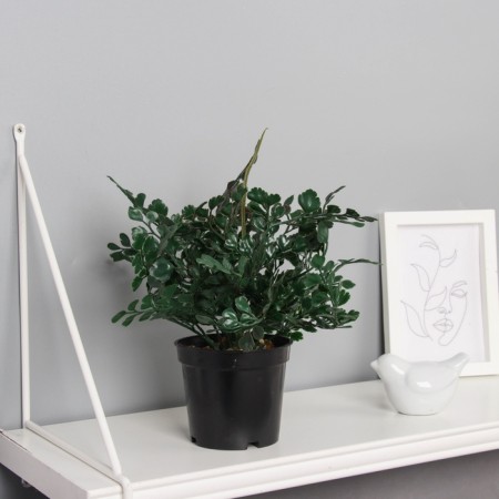 Bonsai in the pot "Triagularis Ficus" 23x9 cm, mix