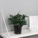 Bonsai in the pot "Triagularis Ficus" 23x9 cm, mix