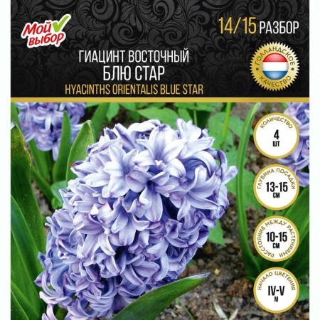 Hyacinth East Blue Star, rr 14/15, 4 pcs, autumn 2024-2