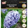 Hyacinth East Blue Star, rr 14/15, 4 pcs, autumn 2024