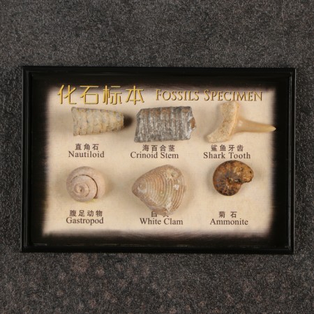 Ammonite set-2