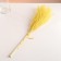 Set of dried flowers "Miscantus", banch 3-5 pcs, length 60 (+/- 6 cm), yellow
