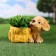 Figure pot "Puppy with a pot" beige, yellow, 16x20x16cm