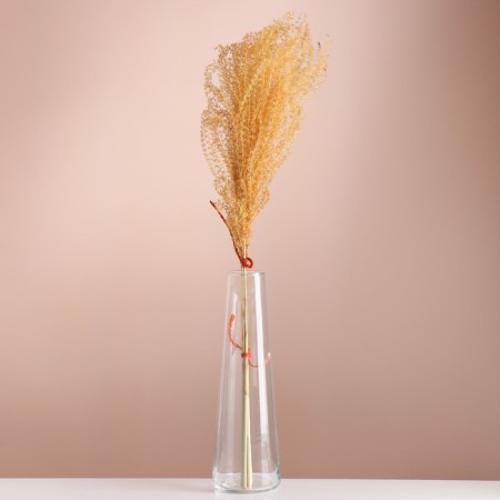 Set of dried flowers "Miscantus", banch 3-5 pcs, length 60 (+/- 6 cm), orange