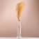 Set of dried flowers "Miscantus", banch 3-5 pcs, length 60 (+/- 6 cm), orange