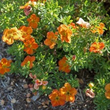 Sahenian bastard shrub 