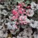 Heichera hybrid Snow Angel, C2 pot, 1 pc, summer 2024