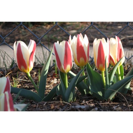 Tulip Kaifman Ze Feust, 10/11 rr, 10 pcs, 15 h (cm), autumn 2024