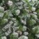 Package paper "spruce", gloss, 80 g/m2, 70 x 100 cm