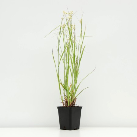 Snow's coarse, P9 pot, 1 pc, spring 2024-1