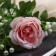 Artificial flowers "Amuria rose" 7x62 cm, light pink