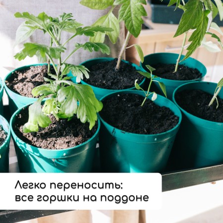 Set for seedlings: glasses of 500 ml (8 pcs), pan 40 × 20 cm, color mix, Greengo-6