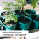 Set for seedlings: glasses of 500 ml (8 pcs), pan 40 × 20 cm, color mix, Greengo