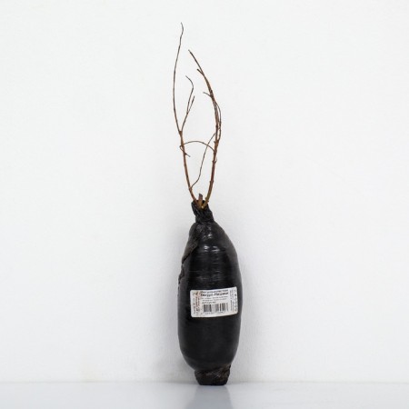Ivas whole-leaved "Hakuro-Nishiki", 1 pc, tube, spring 2025-2