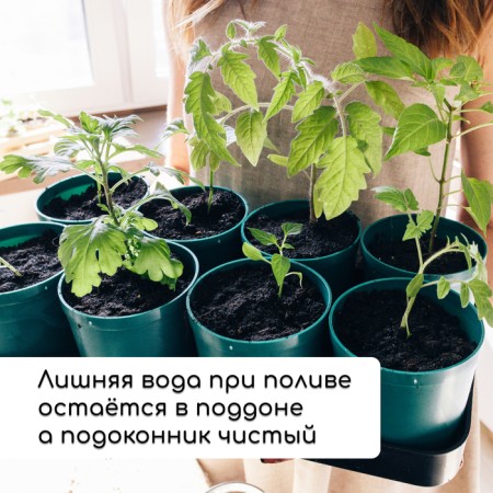 Set for seedlings: glasses of 500 ml (8 pcs), pan 40 × 20 cm, color mix, Greengo-5