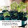 Set for seedlings: glasses of 500 ml (8 pcs), pan 40 × 20 cm, color mix, Greengo