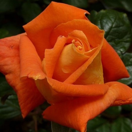 Seedling rose tea-hybrid Louis de Funes, 1 pc, spring 2024