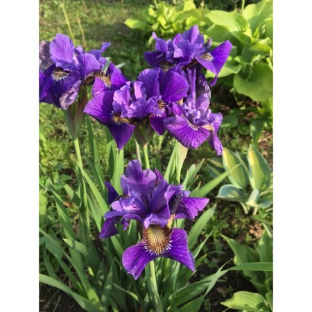 Iris Siberian Peplishes, Rr. I, 1 pc, spring 2025