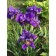 Iris Siberian Peplishes, Rr. I, 1 pc, spring 2025