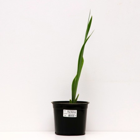 Iris bearded Red Zinger, pot C2, 1 pc, summer 2024-1