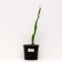 Iris bearded Red Zinger, pot C2, 1 pc, summer 2024