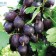 Gooseberries are black, s2 pot, n20-40 height, 1 pc, summer 2024