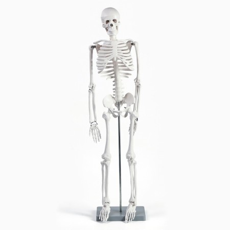 Model "Human Skeleton" 85cm-2