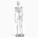 Model "Human Skeleton" 85cm