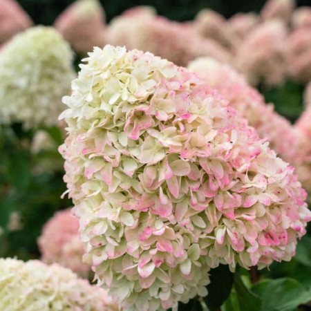 Hydrangea blizzard Samme Love, C3 pot, H10-50 height, 1 pc, summer 2024