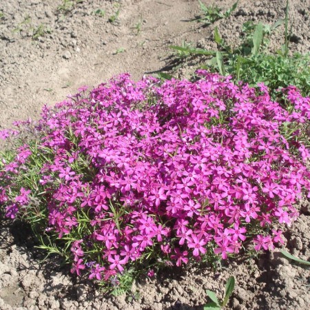 Flox Shilled Temskaming, C2 pot, H10-50 height, 1 pc, summer 2024