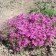 Flox Shilled Temskaming, C2 pot, H10-50 height, 1 pc, summer 2024