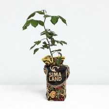 Seedling rose Mary Ann, tea-hybrid, pot 2 l., Summer 2024